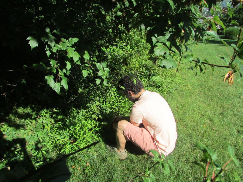 Kremp looking at ground vegetation
