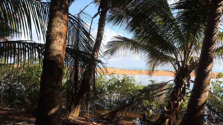 View of palm trees in the forefront with the oceans and mountains in the distance